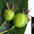 SpeciesSub: var. pyracanthifolia